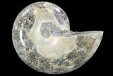 Thick Ammonite (Anapuzosia) Fossil Half #88028-1